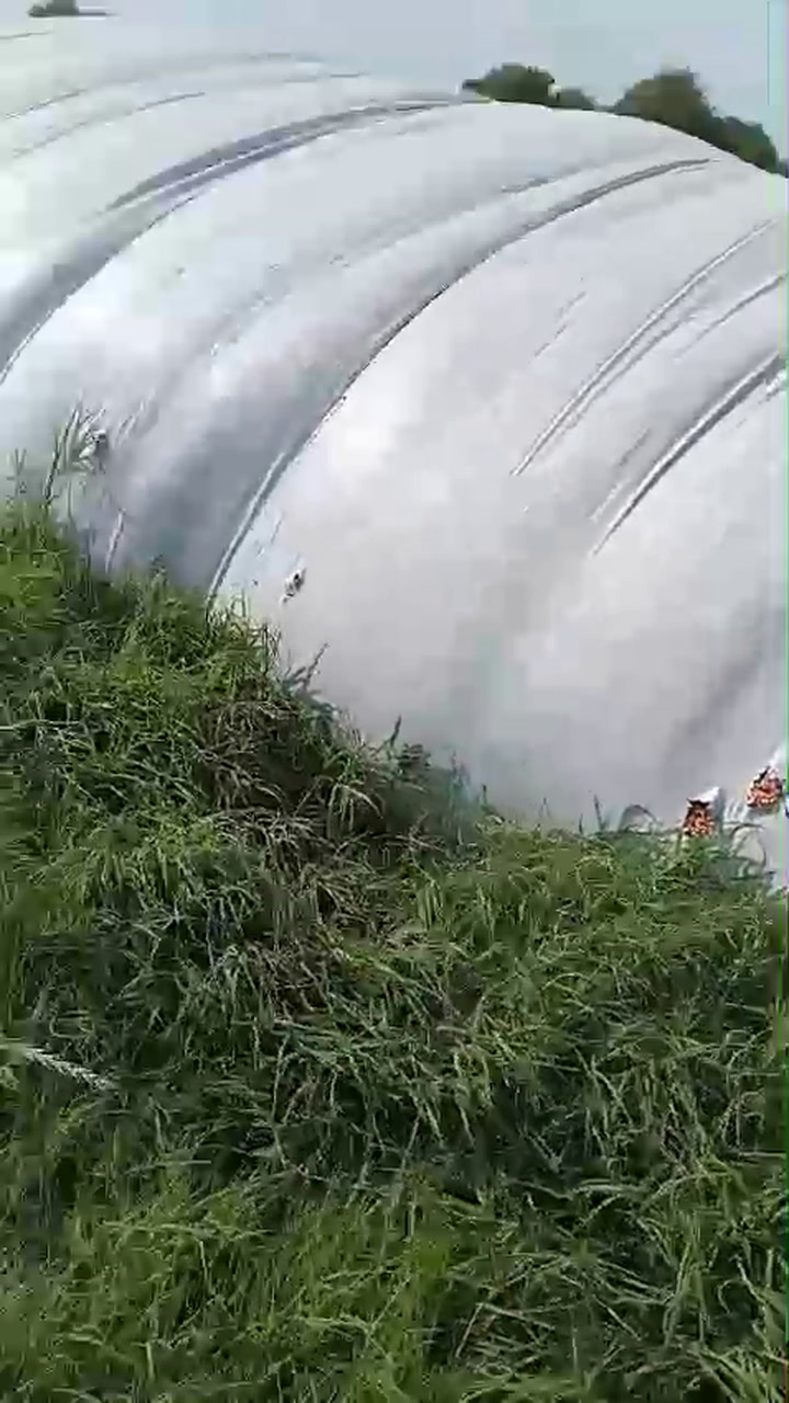 Video Nuevo De Los Jabalíes