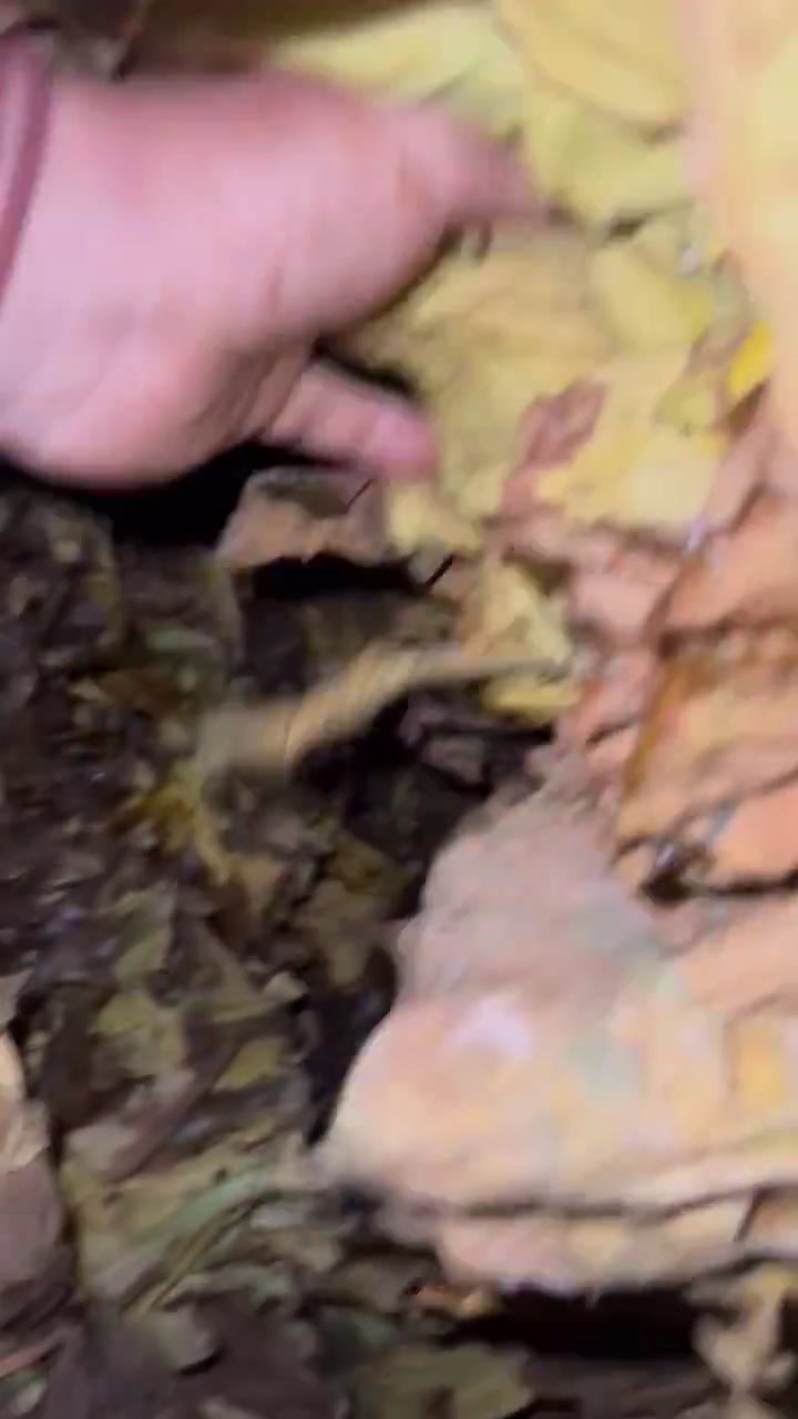 El Tabaco Cosechado