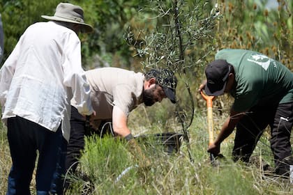 Junto al presidente de Chile, Gabriel Boric, planta un olivo en su casa en Montevideo, el 3 de febrero de 2025