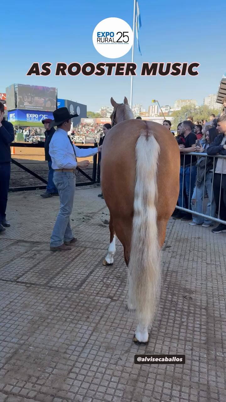 As Rooster Music también se quedó Reservada Gran Campeona hembra en categoría Aficionados