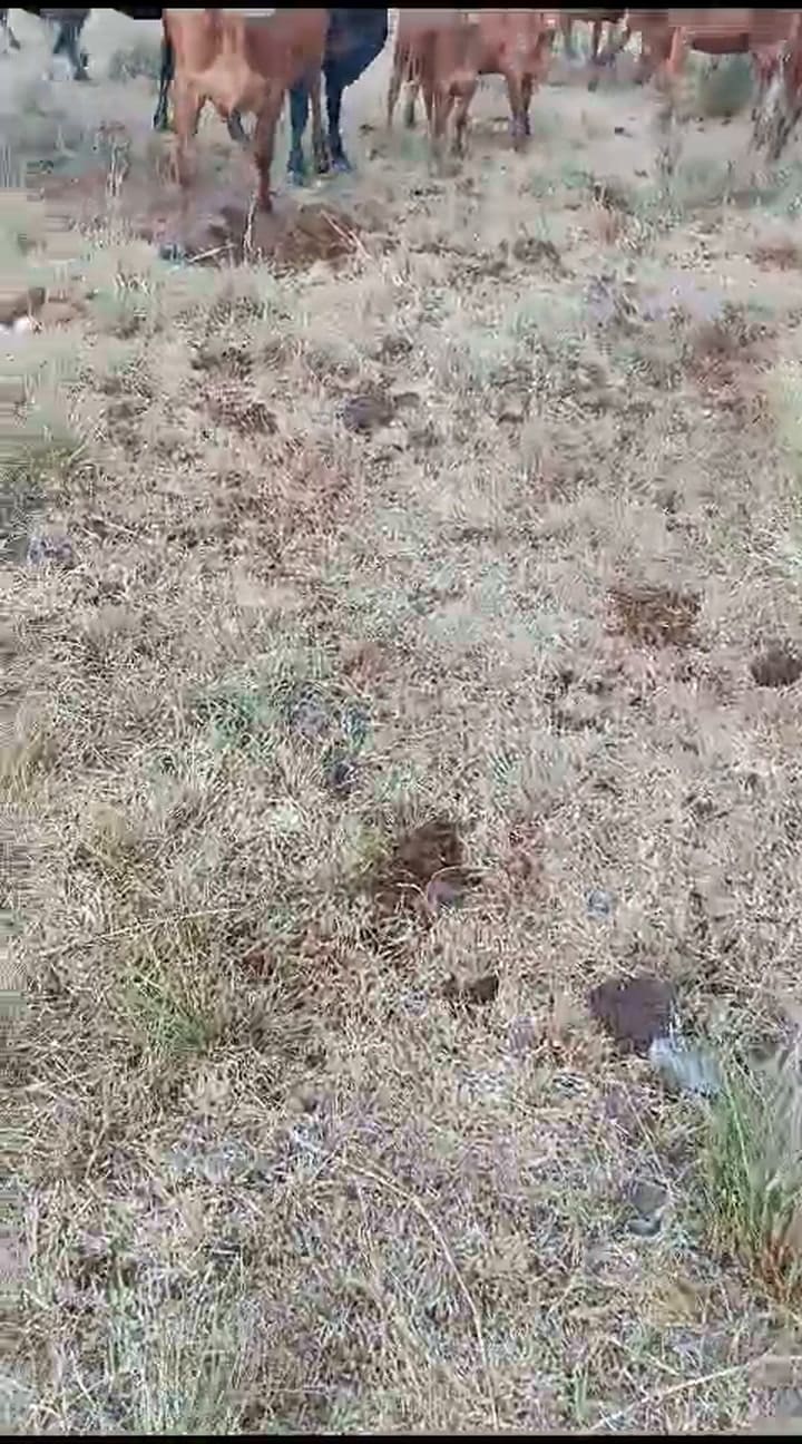 Un hecho de abigeato en Bonpland, Corrientes 