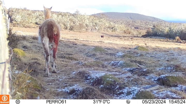 Guanaco herido por ataque de perros.MOV