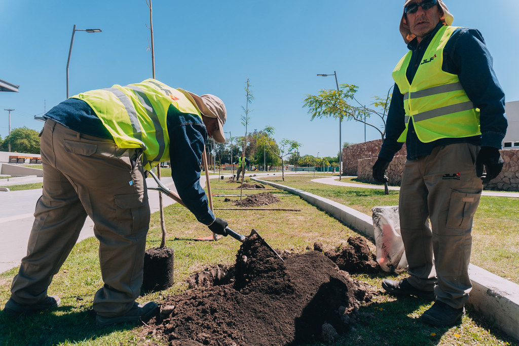 Reforestación en marcha en el Parque Belgrano para mejorar el entorno y su valor ambiental